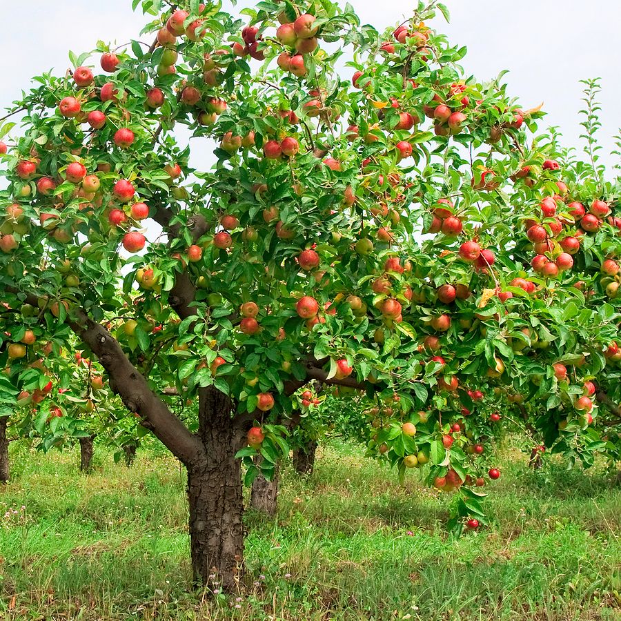 Gyümölcsfa telepítés
