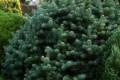 Abies lasiocarpa compacta