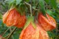 Abutilon /30-40/, Selyemmályva