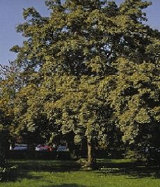Acer Campestre /150-200/, Mezei juhar