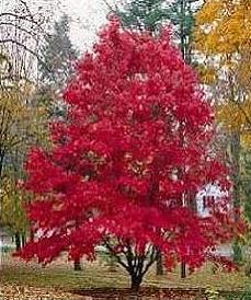 Acer palmatum Atropurpureum /40-60/, Japán juhar