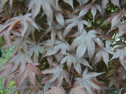 Acer palmatum Bloodgood /60/, Japán juhar