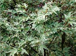 Acer palmatum Butterfly /30-40/, Japán juhar
