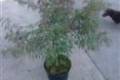 Acer palmatum Dissectum Garnet /80-100/, Szeldelt levelű japánjuhar