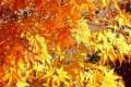 Acer palmatum Katsura /20-30/, Japán juhar