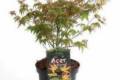Acer palmatum Little Princess /60-80/, Japán juhar