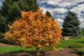 Acer palmatum Orange Dream /30-40/, Japán Juhar