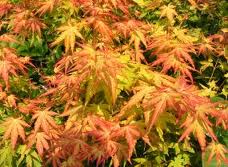 Acer palmatum Orange Dream /30-40/, Japán Juhar