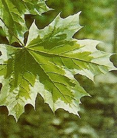 Acer plat. Drummondii/150-200/, Tarka levelű juhar