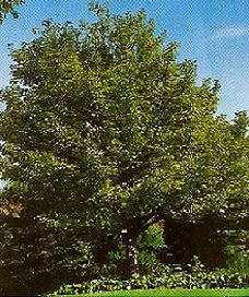Acer plat. Leopoldi/150-200/, Tarka hegyi juhar