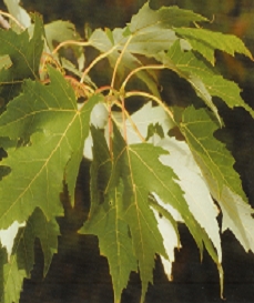 Acer saccharinum /150-200/, Ezüstjuhar