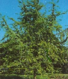 Acer saccharinum Wieri/150-200/, Szeldelt levelű ezüst juhar