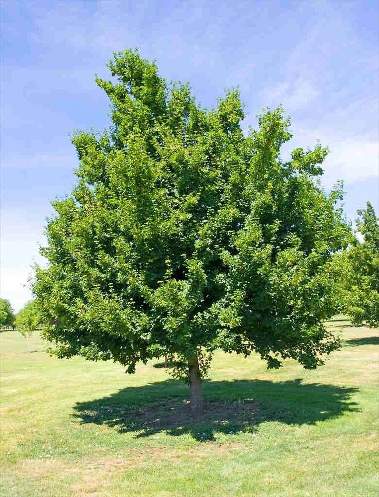 Acer tataricum /80-100/, Tatár juhar