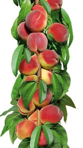 Aida oszlop őszibarack