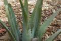Aloe Vera /40-50/