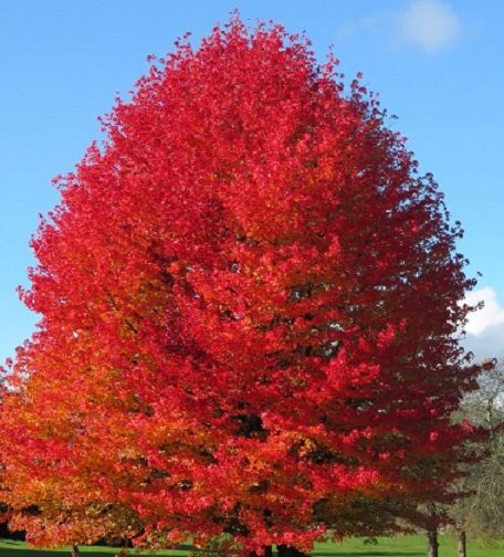 Liquidambar styraciflua /150-200/ Amerikai ámbrafa