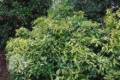 Aucuba japonica Sulphurea Marginata, Japán babérsom