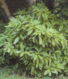 Aucuba japonica Variegata, Japán babérsom