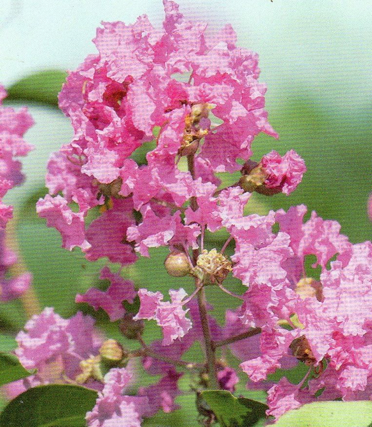 Lagerstroemia indica Basham's Party Pink /70-80/, Kínai selyemmirtusz