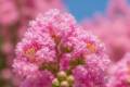 Lagerstroemia indica Basham's Party Pink, Kínai selyemmirtusz