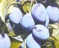 Besztercei Nm 122 szilva /Konténeres/