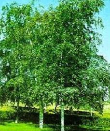 Betula pendula /250-300/, Bibircses nyír