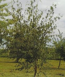 Betula pendula Dalecarlica/250-300/, Szeldelt levelű nyír