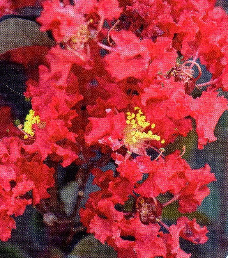 Lagerstroemia indica Black Diamond Crimson Red /70-80/, Kínai selyemmirtusz