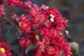 Lagerstroemia indica Black Diamond Crimson Red, Kínai selyemmirtusz
