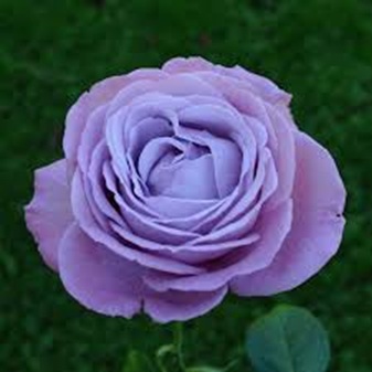 Lila parkrózsa Blue Angel