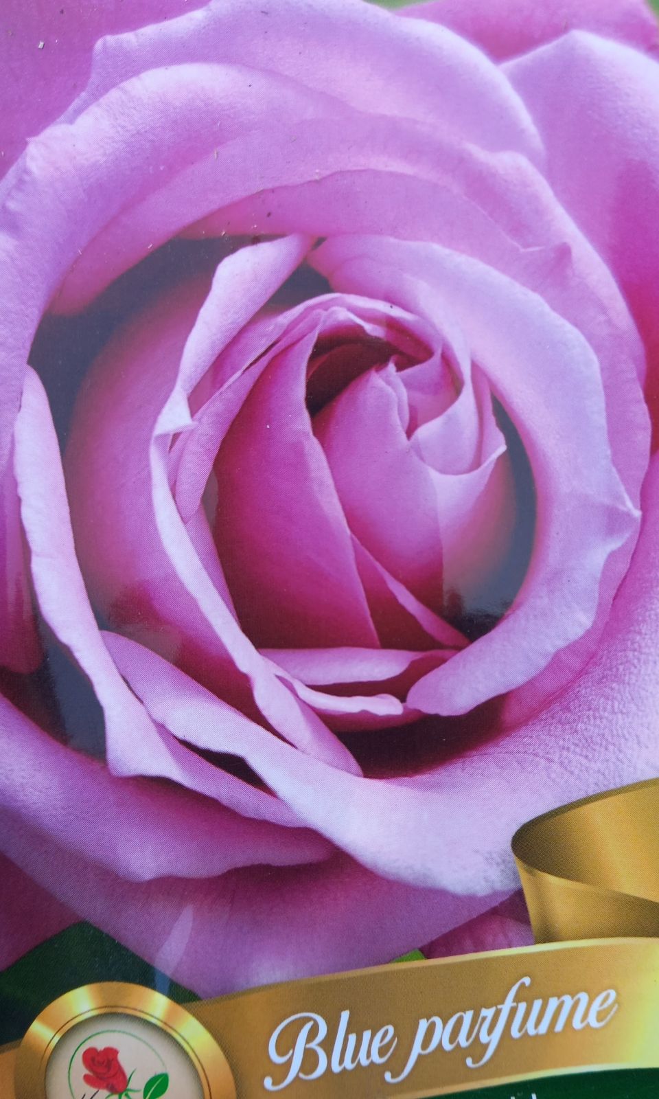 Lila tearózsa Blue Parfume"