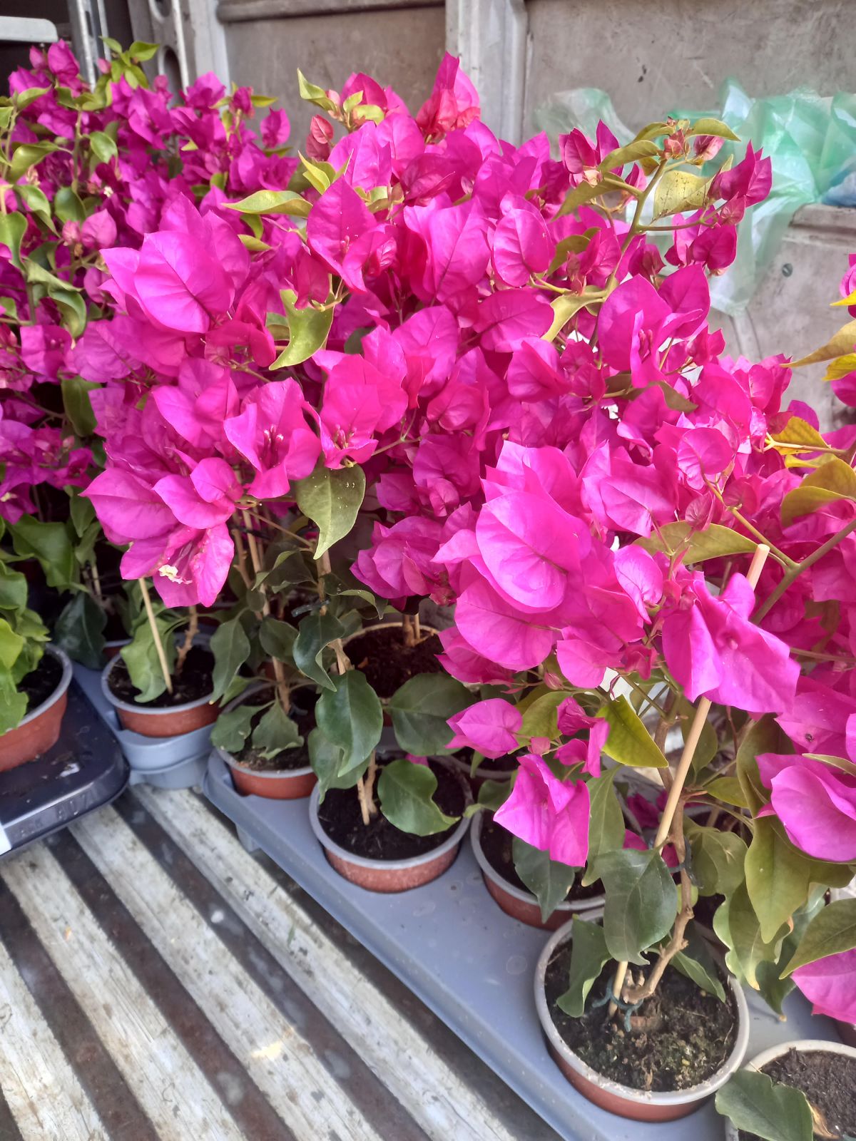 Bougenvillea /40-50/, Murvafürt