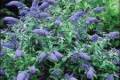 Buddleia davidii Empire Blue, Nyári orgona