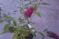Buddleia Miss Ruby, Nyáriorgona