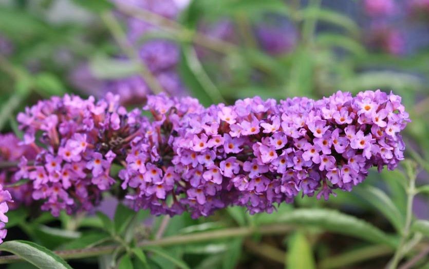 Buddleia davidii Free Petite Tutti Frutti
