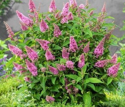 Buddleia davidii Butterfly Candy Little Pink