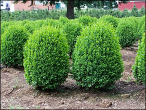 Buxus semp.Suffruticosa /10-15/, Puszpáng
