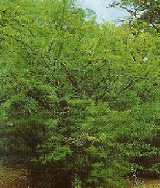 Caragana arborescens /150-200/, Sárga borsófa
