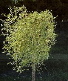 Caragana Walker /150/, Keskeny levelű szomorú borsófa