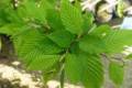 Carpinus betulus Fastigiata, Oszlopos gyertyán /150-200/