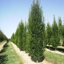 Carpinus betulus Fastigiata, Oszlopos gyertyán /150-200/