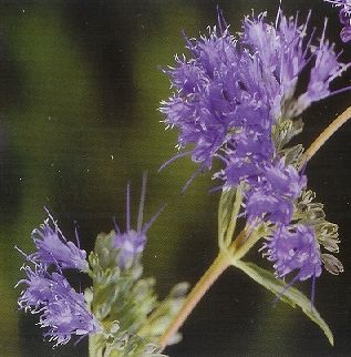Caryopteris clandonensis, Kékszakáll