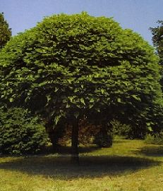 Catalpa bign.Nana /TM 220, K24/, Gömb szivarfa
