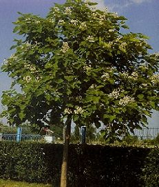 Catalpa bignonioides/200-250/, Szivarfa