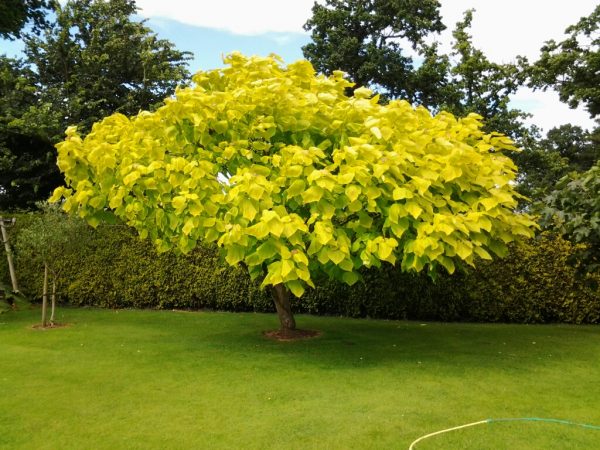 Catalpa bignonioides Aurea /150-200/, Sárga lombú szivarfa