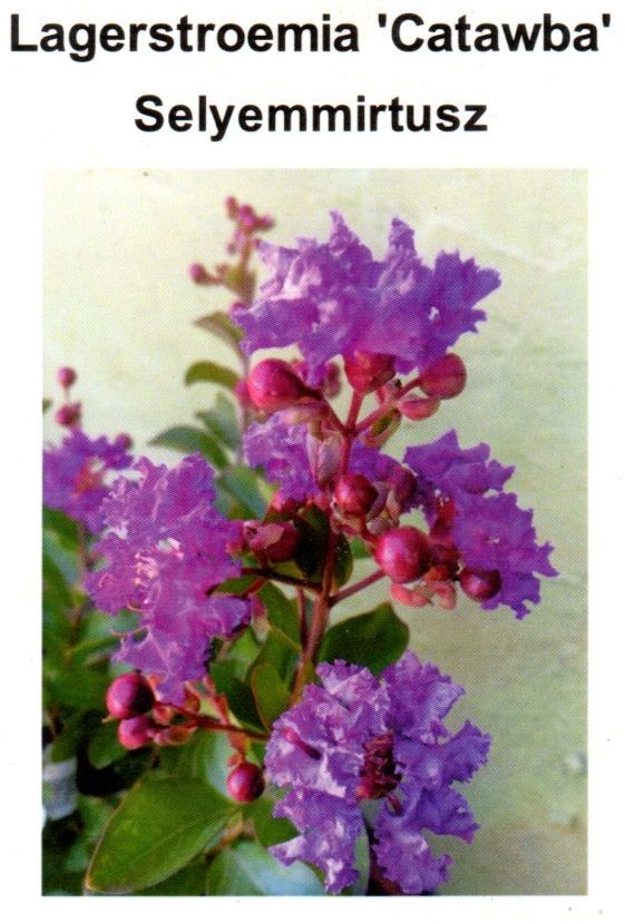 Lagerstroemia indica Catawba, Kínai selyemmirtusz