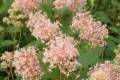 Ceanothus Perle Rose, Táskavirág
