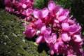 Cercis siliquastrum (100-150), Júdásfa