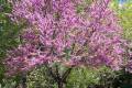 Cercis siliquastrum (100-150), Júdásfa