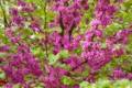 Cercis siliquastrum (100-150), Júdásfa